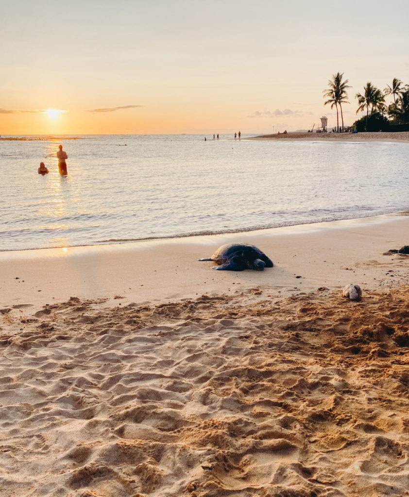 kauai turtles at sunset 