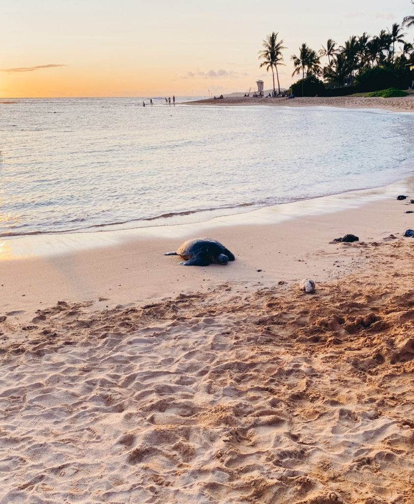 kauai turtles at sunset 